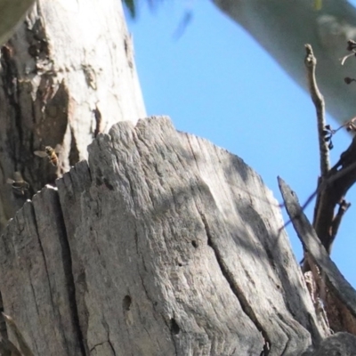 Apis mellifera (European honey bee) at Deakin, ACT - 21 Oct 2020 by JackyF