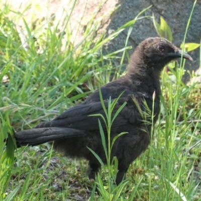 Corcorax melanorhamphos (White-winged Chough) at Deakin, ACT - 21 Oct 2020 by JackyF