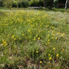 Goodenia pinnatifida (Scrambled Eggs) at Red Hill Nature Reserve - 20 Oct 2020 by JackyF