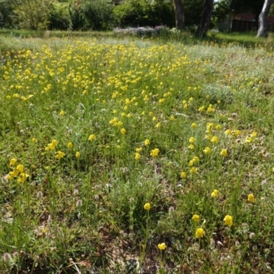 Goodenia pinnatifida (Scrambled Eggs) at Deakin, ACT - 21 Oct 2020 by JackyF