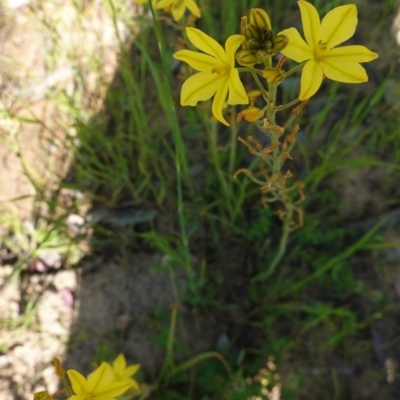 Bulbine bulbosa (Golden Lily) at Deakin, ACT - 20 Oct 2020 by JackyF