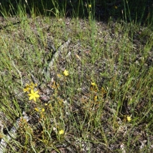 Bulbine bulbosa at Deakin, ACT - 21 Oct 2020