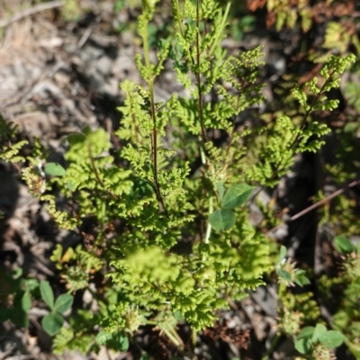 Cheilanthes sieberi (Rock Fern) at Red Hill Nature Reserve - 20 Oct 2020 by JackyF