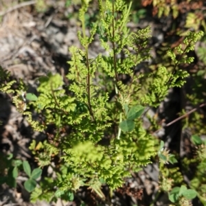 Cheilanthes sieberi at Deakin, ACT - 21 Oct 2020