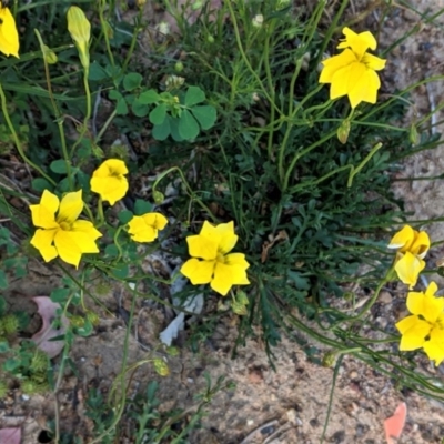 Goodenia pinnatifida (Scrambled Eggs) at Deakin, ACT - 20 Oct 2020 by JackyF