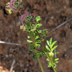 Sanguisorba minor (Salad Burnet, Sheep's Burnet) at Deakin, ACT - 20 Oct 2020 by JackyF