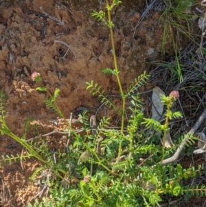 Sanguisorba minor at Deakin, ACT - 21 Oct 2020