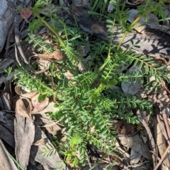 Sanguisorba minor at Deakin, ACT - 21 Oct 2020