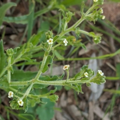 Hackelia suaveolens (Sweet Hounds Tongue) at Red Hill Nature Reserve - 20 Oct 2020 by JackyF