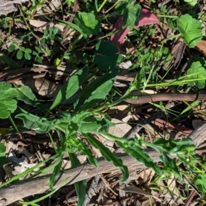 Hackelia suaveolens at Deakin, ACT - 21 Oct 2020