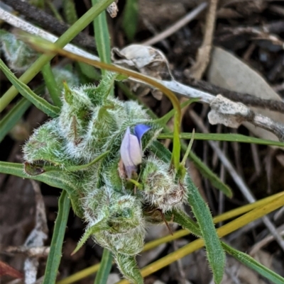 Wahlenbergia sp. (Bluebell) at Red Hill Nature Reserve - 20 Oct 2020 by JackyF