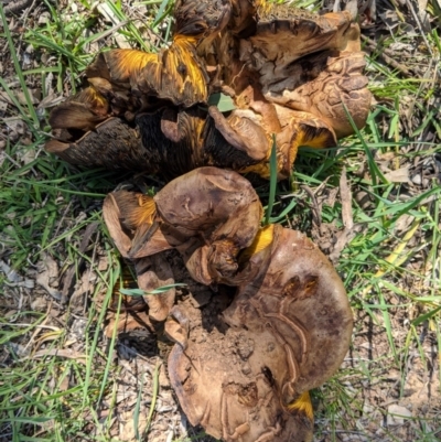 Phylloporus sp. (Phylloporus sp.) at Red Hill Nature Reserve - 20 Oct 2020 by JackyF