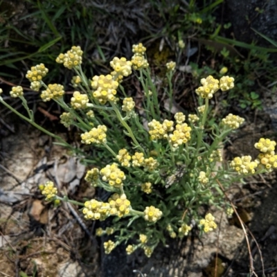 Pseudognaphalium luteoalbum (Jersey Cudweed) at Red Hill Nature Reserve - 20 Oct 2020 by JackyF