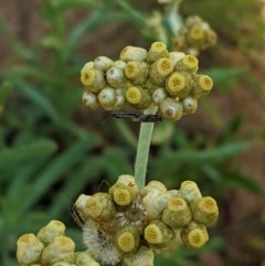 Pseudognaphalium luteoalbum (Jersey Cudweed) at Hughes Grassy Woodland - 21 Oct 2020 by JackyF