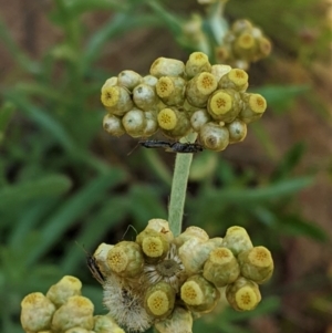 Pseudognaphalium luteoalbum at Hughes, ACT - 21 Oct 2020