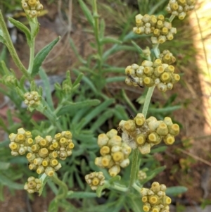 Pseudognaphalium luteoalbum at Hughes, ACT - 21 Oct 2020