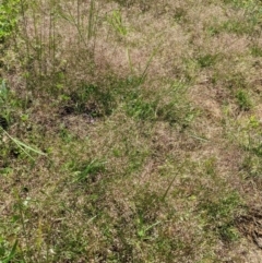 Aira elegantissima (Delicate Hairgrass) at Red Hill to Yarralumla Creek - 21 Oct 2020 by JackyF