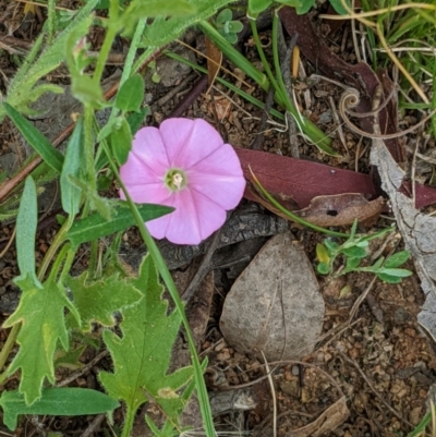 Convolvulus angustissimus subsp. angustissimus (Australian Bindweed) at Hughes Grassy Woodland - 21 Oct 2020 by JackyF