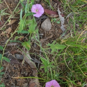 Convolvulus angustissimus subsp. angustissimus at Hughes, ACT - 21 Oct 2020