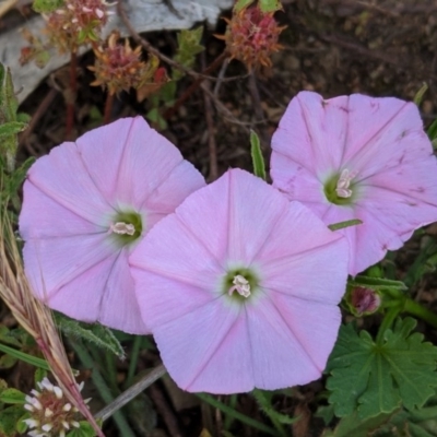 Convolvulus angustissimus subsp. angustissimus (Australian Bindweed) at Hughes, ACT - 22 Oct 2020 by JackyF