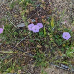 Convolvulus angustissimus subsp. angustissimus at Hughes, ACT - 22 Oct 2020