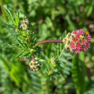 Sanguisorba minor at Hughes, ACT - 22 Oct 2020