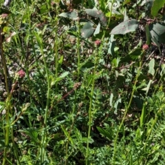 Sanguisorba minor at Hughes, ACT - 22 Oct 2020