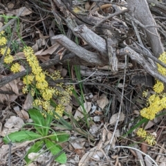 Lomandra multiflora (Many-flowered Matrush) at Red Hill Nature Reserve - 21 Oct 2020 by JackyF