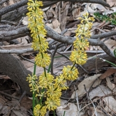 Lomandra multiflora at Deakin, ACT - 21 Oct 2020