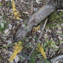 Lomandra multiflora at Deakin, ACT - 21 Oct 2020