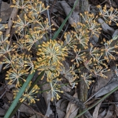 Lomandra multiflora at Deakin, ACT - 21 Oct 2020 05:03 PM