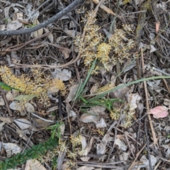 Lomandra multiflora at Deakin, ACT - 21 Oct 2020