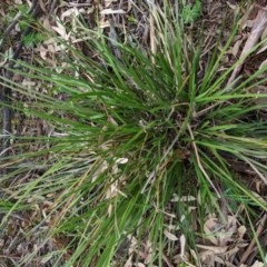 Lomandra multiflora (Many-flowered Matrush) at Red Hill Nature Reserve - 21 Oct 2020 by JackyF