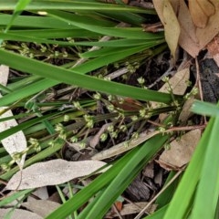 Lomandra multiflora at Deakin, ACT - 21 Oct 2020 05:42 PM