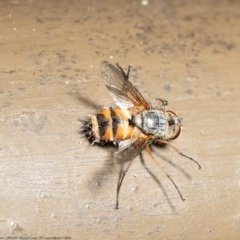 Tachinidae (family) (Unidentified Bristle fly) at Acton, ACT - 22 Oct 2020 by Roger