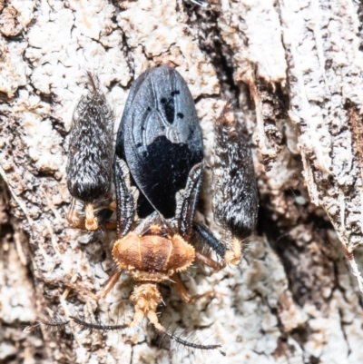 Ptilocnemus lemur (Feathered leg assassin bug) at Acton, ACT - 22 Oct 2020 by Roger