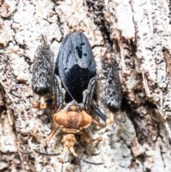 Ptilocnemus lemur (Feathered leg assassin bug) at ANBG - 21 Oct 2020 by Roger