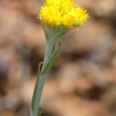 Chrysocephalum apiculatum (Common Everlasting) at O'Connor, ACT - 20 Oct 2020 by ConBoekel