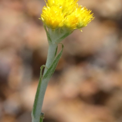 Chrysocephalum apiculatum (Common Everlasting) at O'Connor, ACT - 20 Oct 2020 by ConBoekel