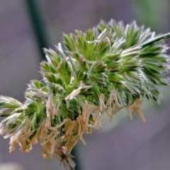 Dactylis glomerata (Cocksfoot) at Dryandra St Woodland - 20 Oct 2020 by ConBoekel