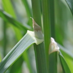 Dactylis glomerata at O'Connor, ACT - 20 Oct 2020