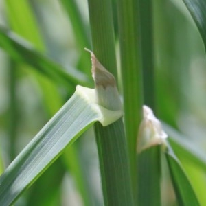 Dactylis glomerata at O'Connor, ACT - 20 Oct 2020