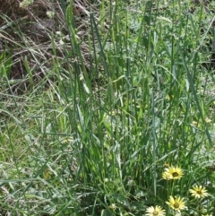 Dactylis glomerata at O'Connor, ACT - 20 Oct 2020