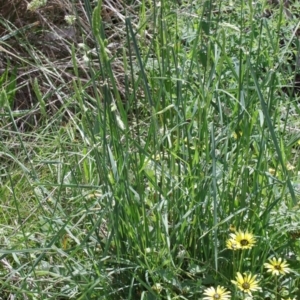 Dactylis glomerata at O'Connor, ACT - 20 Oct 2020 11:57 AM