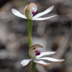 Caladenia cucullata (Lemon Caps) at O'Connor, ACT - 20 Oct 2020 by ConBoekel