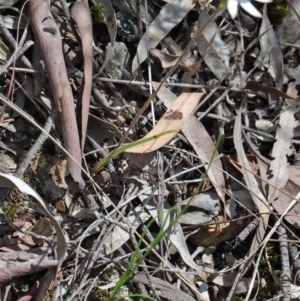 Caladenia cucullata at O'Connor, ACT - 20 Oct 2020