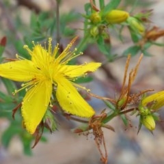 Hypericum perforatum (St John's Wort) at Dryandra St Woodland - 20 Oct 2020 by ConBoekel