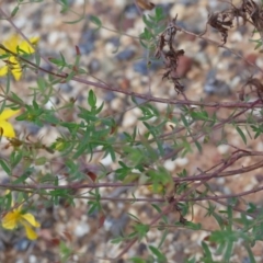 Hypericum perforatum at O'Connor, ACT - 20 Oct 2020