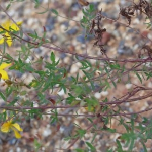 Hypericum perforatum at O'Connor, ACT - 20 Oct 2020