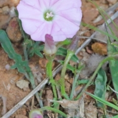 Convolvulus angustissimus subsp. angustissimus (Australian Bindweed) at O'Connor, ACT - 20 Oct 2020 by ConBoekel